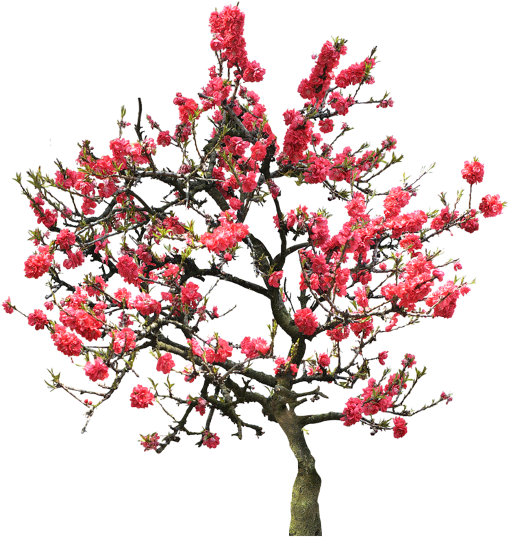 Фотки Cherry Blossom Tree, Japanese Cherry Blossoms, - University Of Maryland University College (780x800), Png Download