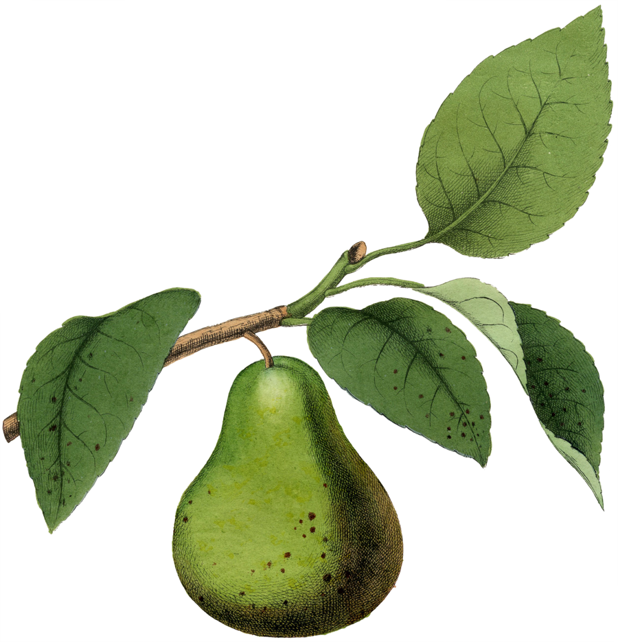 Kitchen Fruits Iv, 24x18in - Giclee Painting: Fruit, 24x16in. (900x936), Png Download