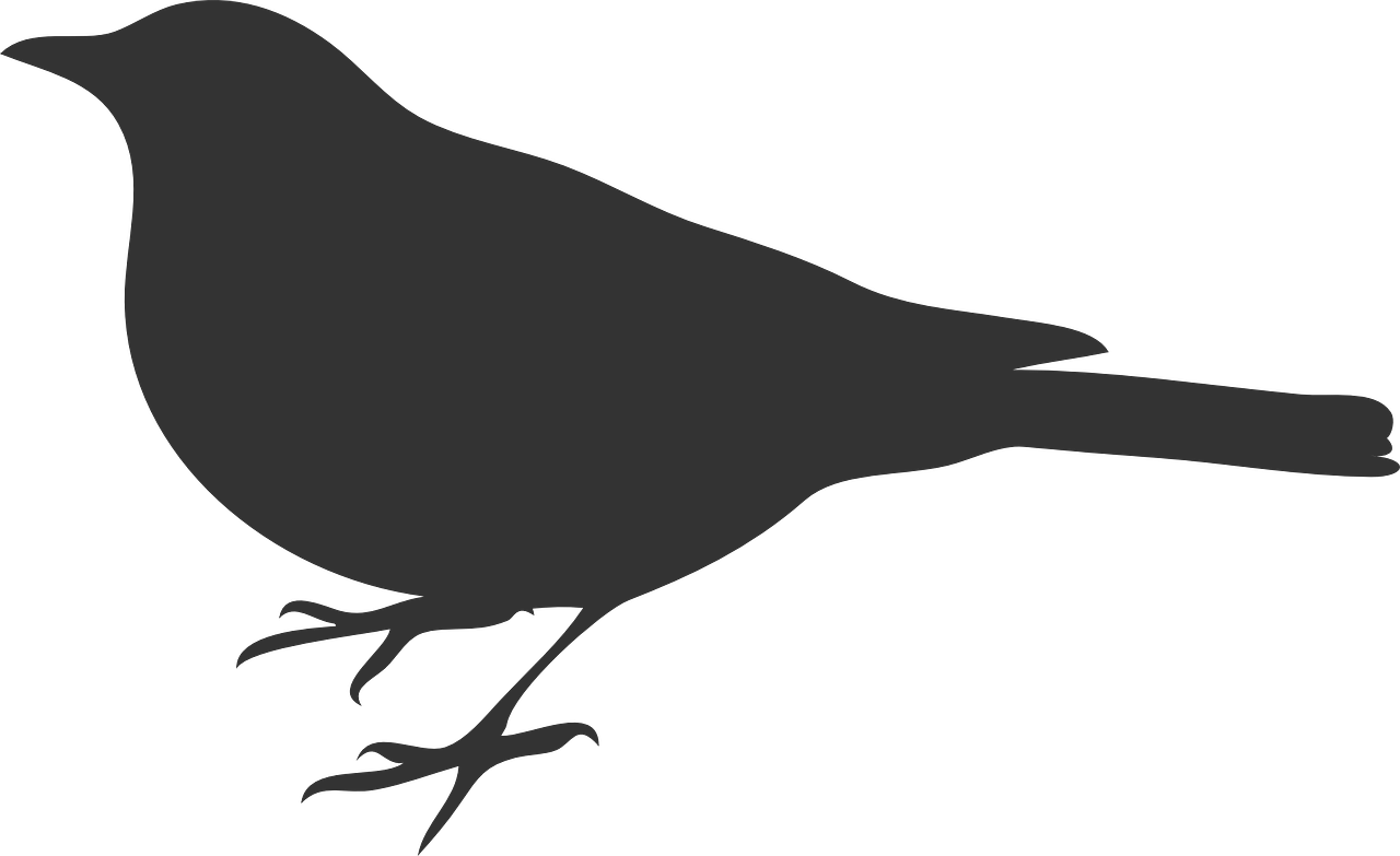 Bird Outline Gray Svg Clip Arts 600 X 380 Px (600x380), Png Download