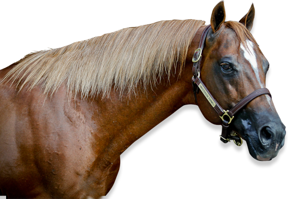 About Us - Sorrel (570x392), Png Download