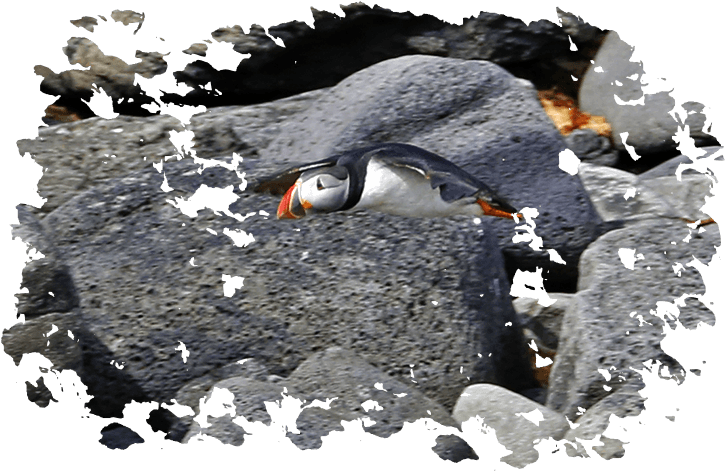 Puffin Watching With Elding In Reykjavik - Akureyri (749x481), Png Download