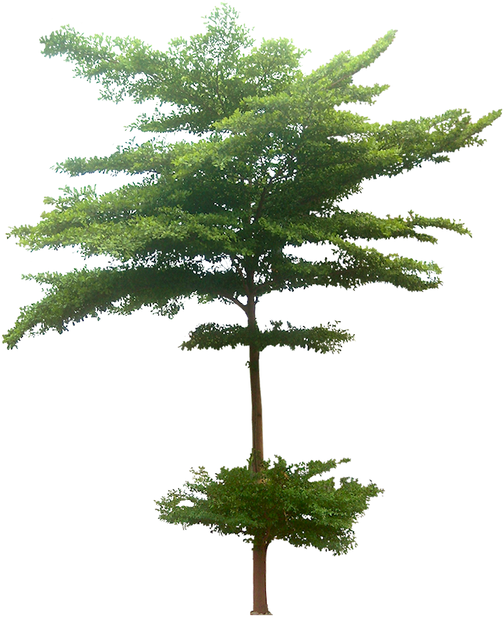 10 Tree Png Images Free Cutouts For Architecture - Terminalia Mantaly Tree Plan (719x883), Png Download