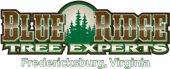 Download Blue Ridge Tree Experts - Full Size PNG Image - PNGkit