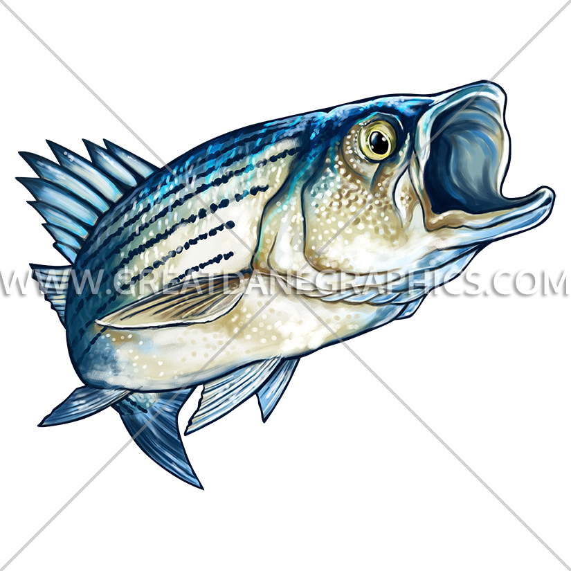 Striped Bass - Wildlife - Striped Bass Baseball Sleeve Shirt (825x825), Png Download
