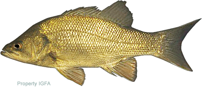 Bass Drawing Australian - Australian Fresh Water Fish (720x334), Png Download