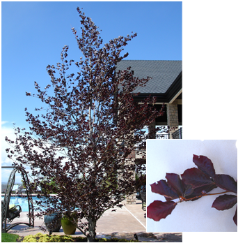 Pdm Trees Purplebeech - European Beech (352x377), Png Download