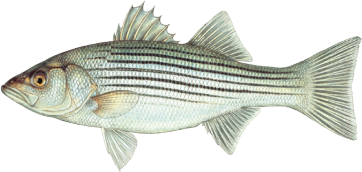 Striped Bass - Morone Saxatilis X Morone Chrysops (750x368), Png Download