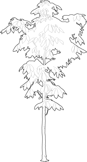 Small Chestnut Tree 2d Trees - Black Maple (307x569), Png Download