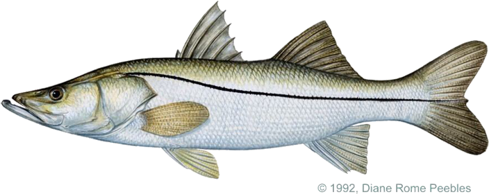 Black And White Download Snook Pacific Png - Snook Fish Drawing (720x360), Png Download