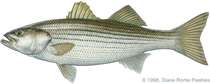 Striped Bass Saltwater (720x334), Png Download