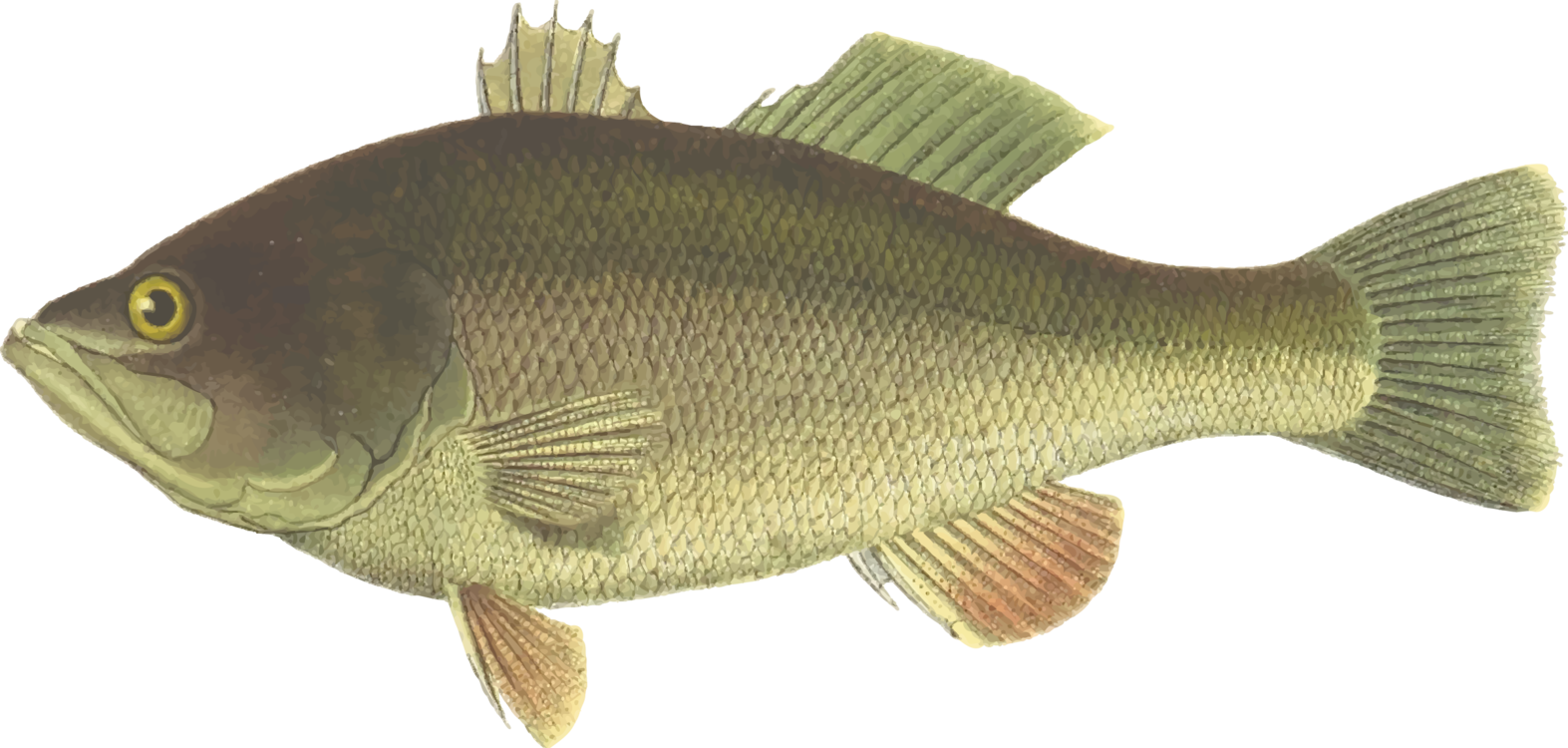 Perch Largemouth Bass Fish Black Sea Bass - Largemouth Bass Fish Clipart (1573x750), Png Download