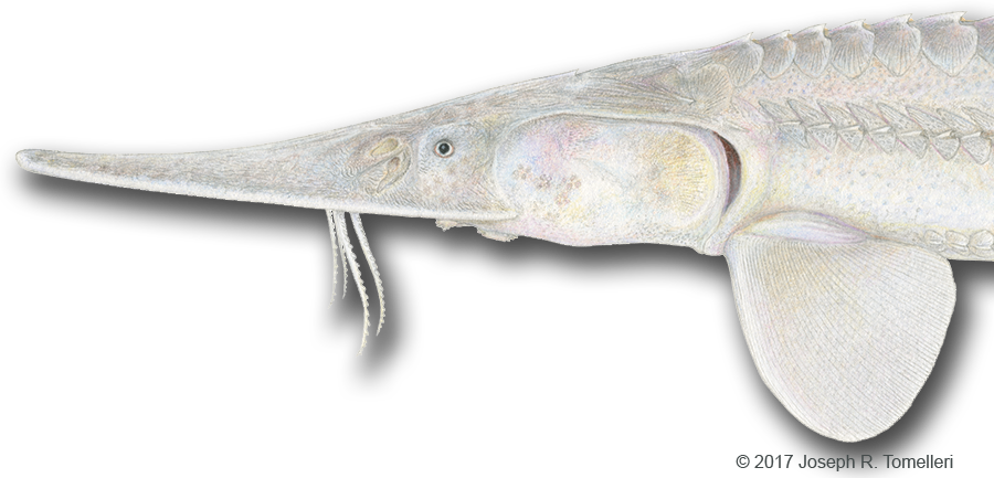 Test Your Ichthyology Iq On The Fish Quiz, Stumping - Long Nose Gar (900x433), Png Download