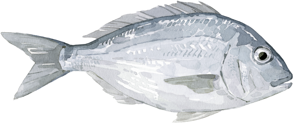 Seabream - Bass (1000x562), Png Download