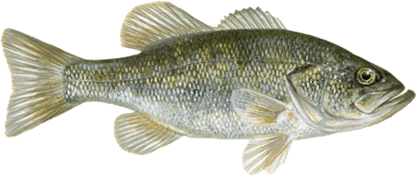 A Bass Fishing Description Is Altered Depending On - Drawing Of A Bluegill (600x254), Png Download