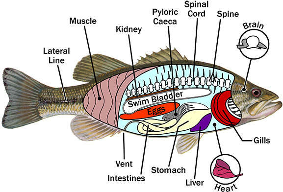 Fish Anatomy - Anatomy Of A Fish (576x398), Png Download