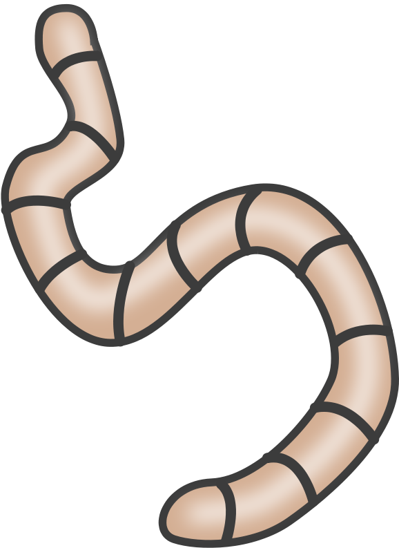 Worm Clipart Transparent Background (581x800), Png Download