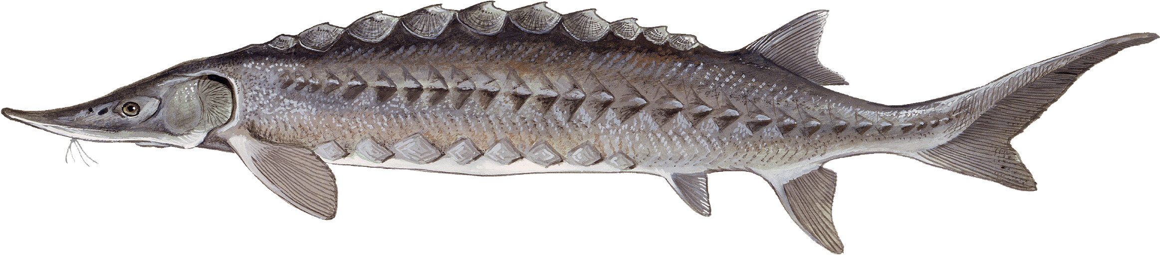 Acipenser Oxyrhynchus - Sturgeon Endangered (2338x525), Png Download