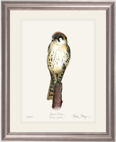 American Kestrel Print By Nick Mayer Art - American Kestrel (404x480), Png Download