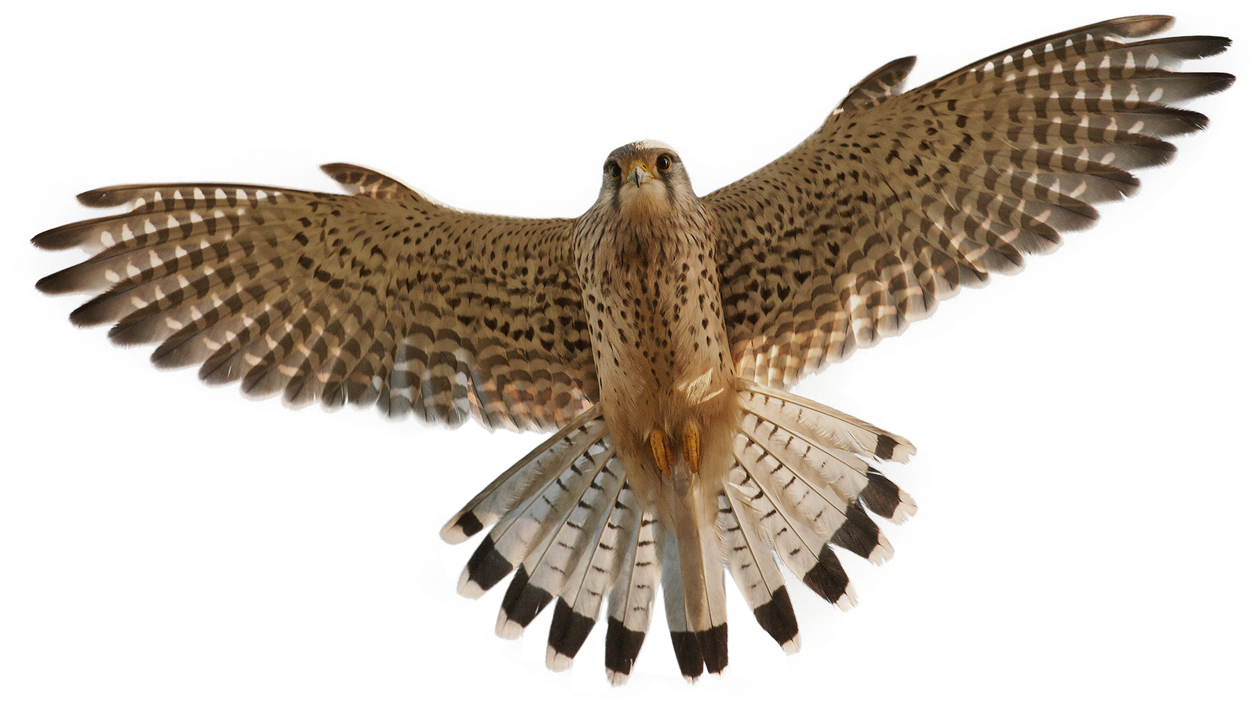 Download - Kestrel Png (2190x1413), Png Download