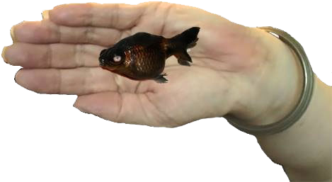 Accept The Death Of My Favorite Fish - Bluegill (500x260), Png Download