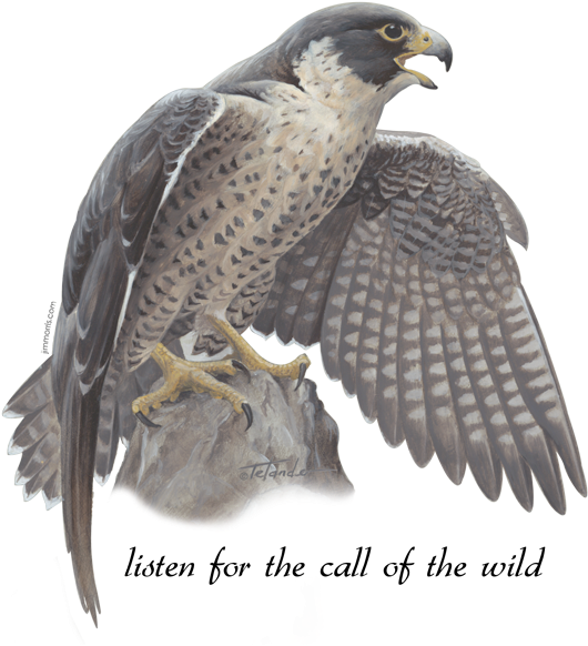 Peregrine Falcon - Falcon (600x600), Png Download