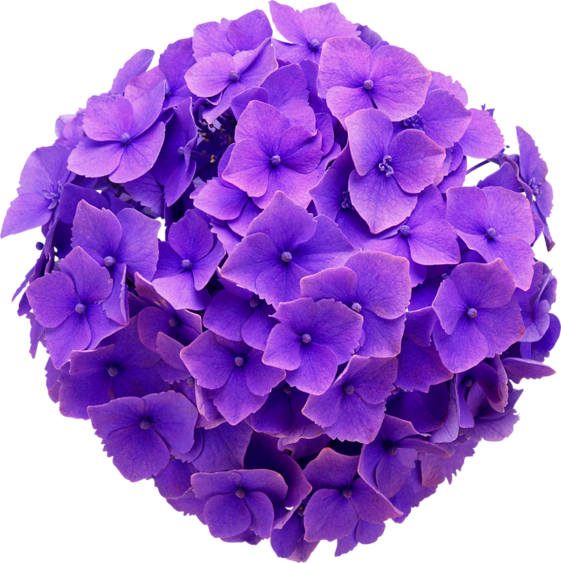 Hydrangea Real Flower Purple Cute Beautiful Freetoedit - Hydrangea Flower No Background (800x802), Png Download