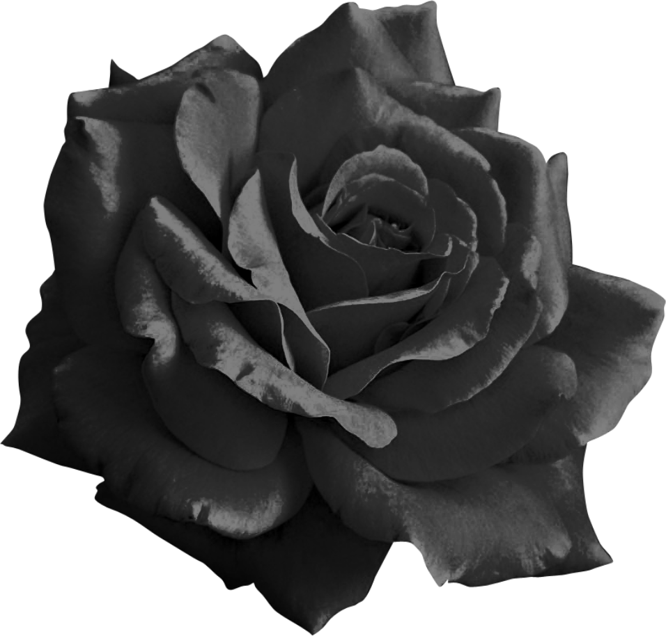 Rosey - Light Pink Flower Png (956x914), Png Download