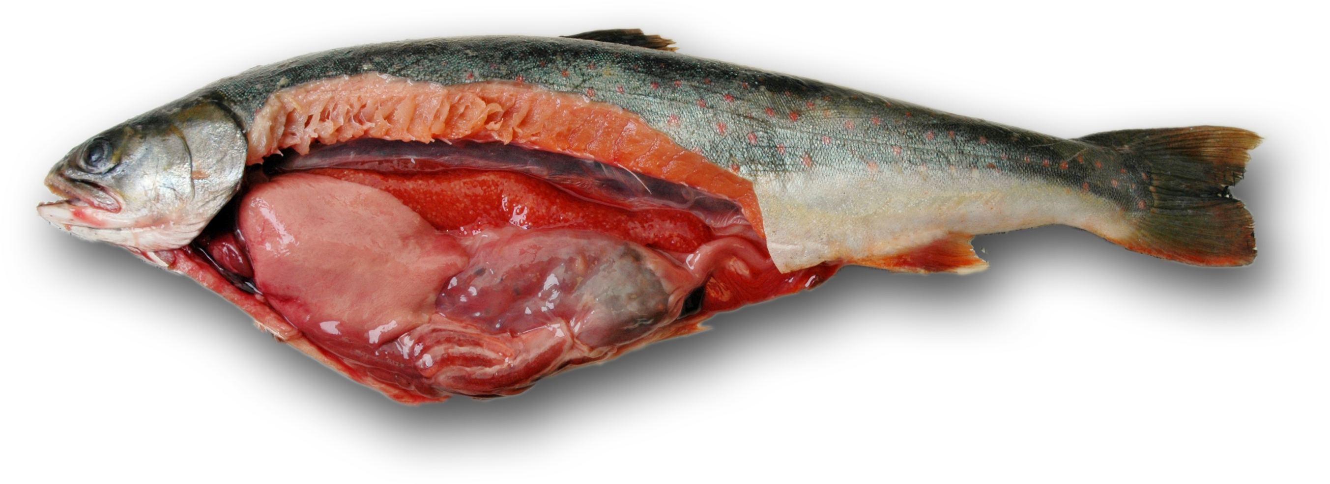 Spring Dolly Guts Fall Dolly Guts - Salmon Guts (3000x1000), Png Download