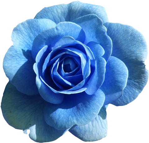 View Album On Yandex - Hd Pink Rose Flower (500x498), Png Download