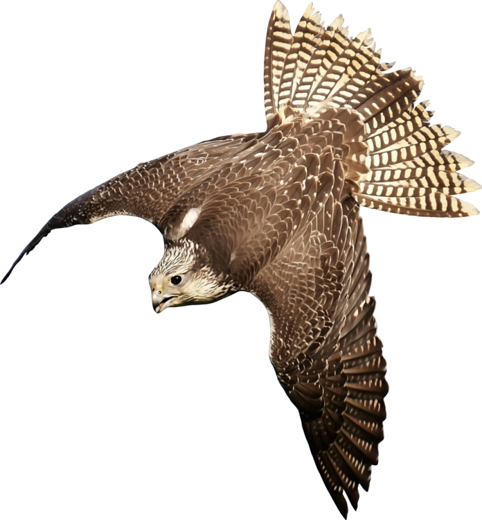Hawk Bird Of Prey Eagle Falcon Free Commercial Clipart - Bird Of Prey Transparent (696x750), Png Download
