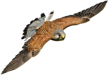 Falcon In Flight - Bird Of Prey (459x328), Png Download