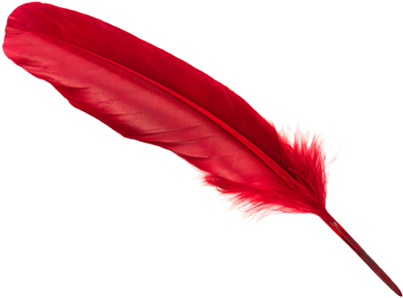 White Feather Png Download - Red Colour Feathers Png (553x395), Png Download