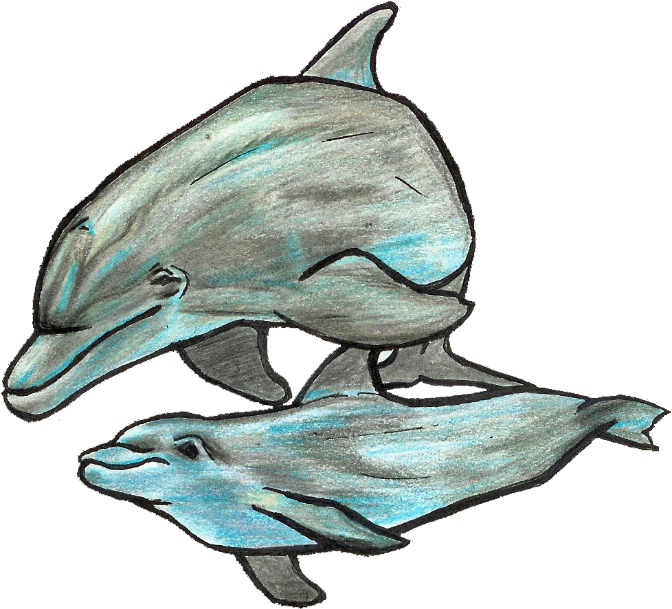 Dolphin Doodle - Common Bottlenose Dolphin (997x903), Png Download