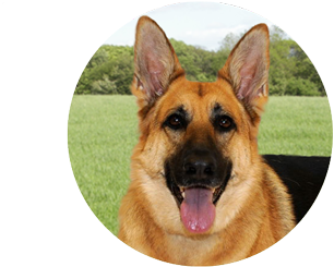 Requirements - Old German Shepherd Dog (530x400), Png Download