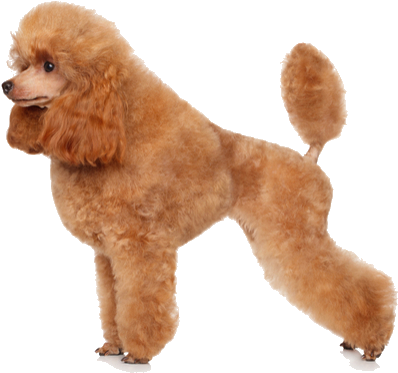 Toy Poodles Are Tiny Dogs With Lots Of Personality - Poodle Png (564x400), Png Download