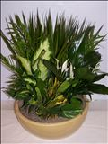 Tropical Rainforest Garden - Ceramic (480x480), Png Download