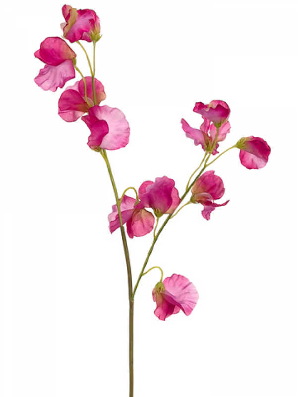 5" Sweet Pea Spray Fuchsia - Inch (800x800), Png Download