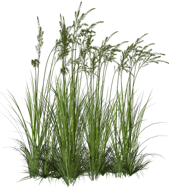 Clip Art Black And White Download Plant Fountain Clip - Tall Grass Png (597x660), Png Download