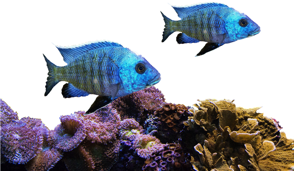 Fish, Coral, Sea, Nature, Water, Underwater, Aquarium - Corales Y Peces Png (960x637), Png Download