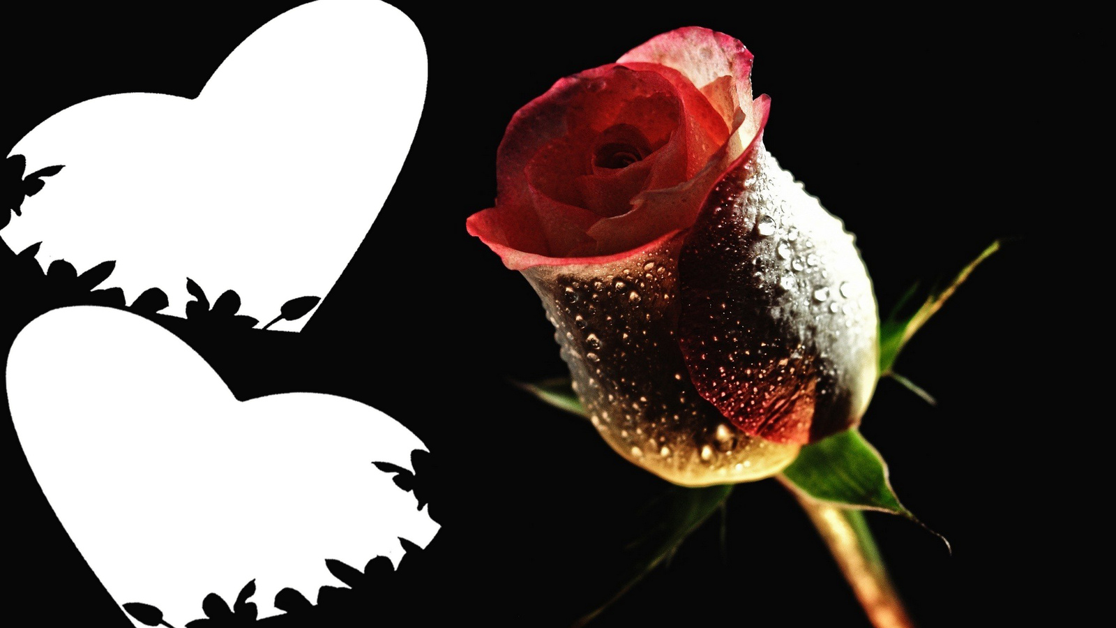 Rose Flower Red Rose - Most Beautiful Blue Roses In The World (1600x900), Png Download