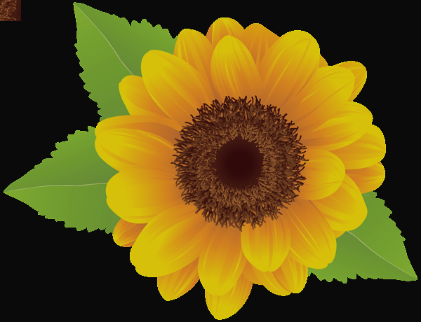 Sunflower Png (600x460), Png Download