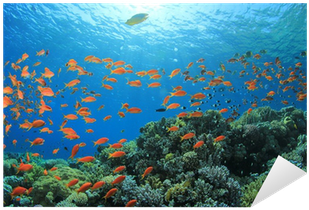 Underwater Fish Png Download - Coral Reef (400x400), Png Download