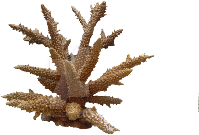 Coral Png Photo - Coral Png (1024x765), Png Download