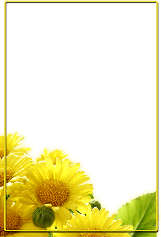 Pin By Marina Díaz On Fondos Para Presentaciones - Transparent Background Daisy Png Yellow (533x800), Png Download