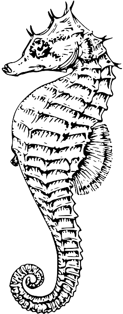 Seahorse, Animal, Sea Life, Marine, Underwater - Seahorse Line Drawing (320x640), Png Download