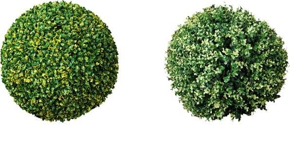 Topiary Trees Balls Factory - Ball Hedge (596x314), Png Download