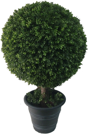 Boxwood Topiary - Sageretia Theezans (312x472), Png Download