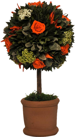Topiary Orange - Chrysanths (500x500), Png Download