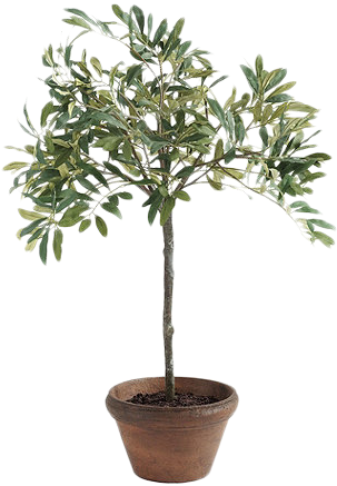 Olive (314x438), Png Download