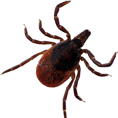 Download Amazing High-quality Latest Png Images Transparent - Deer Tick Transparent Background (400x400), Png Download